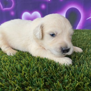 Golden Retriever Puppy Junior