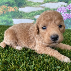 Goldendoodle Puppy Chuck