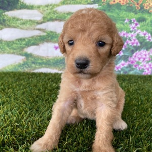 Goldendoodle Puppy Chuck
