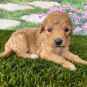 Goldendoodle Puppy Chuck