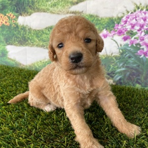Goldendoodle Puppy Chuck