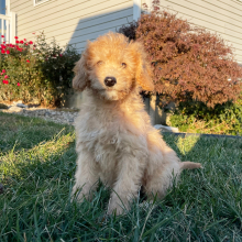 Goldendoodle Puppy Chuck