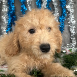 Goldendoodle Puppy Chuck