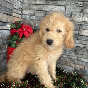 Goldendoodle Puppy Chuck
