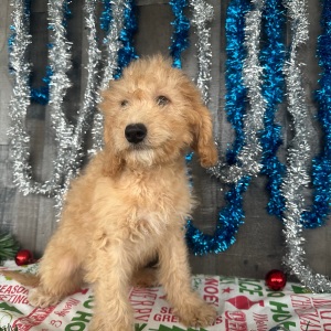 Goldendoodle Puppy Chuck