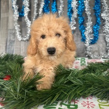 Goldendoodle Puppy Chuck