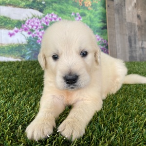 Golden Retriever Puppy Logan