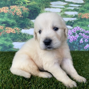 Golden Retriever Puppy Logan
