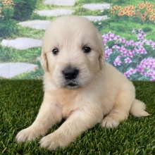 Golden Retriever Puppy Logan