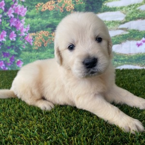 Golden Retriever Puppy Logan