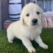Golden Retriever Puppy Logan