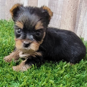 Yorkshire Terrier Puppy Nikki
