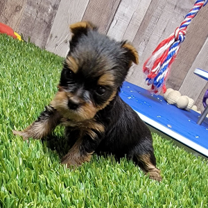 Yorkshire Terrier Puppy Nikki