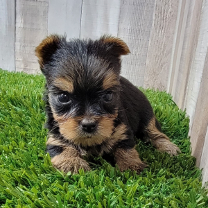Yorkshire Terrier Puppy Nikki