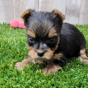 Yorkshire Terrier Puppy Nikki