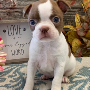 Boston Terrier Puppy Tosha