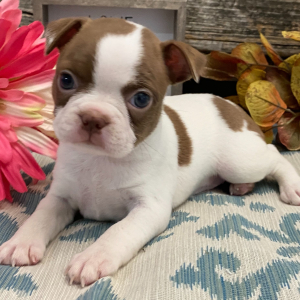 Boston Terrier Puppy Tosha