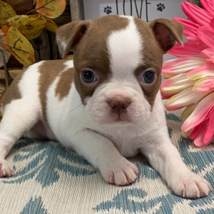 Boston Terrier Puppy Tosha