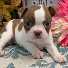 Boston Terrier Puppy Tosha