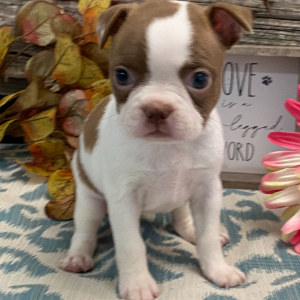 Boston Terrier Puppy Tosha