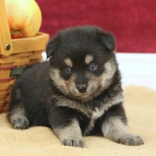 Pomsky Puppy Stormy