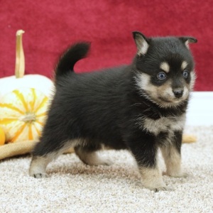 Pomsky Puppy Stormy