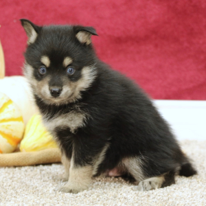 Pomsky Puppy Stormy