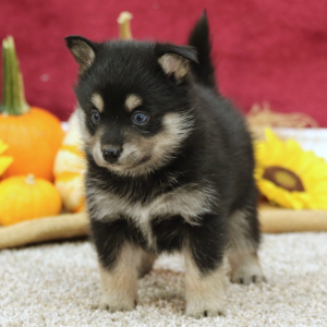 Pomsky Puppy Stormy