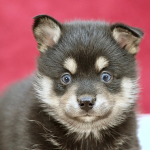 Pomsky Puppy Stormy