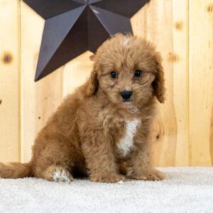 Cavapoo Puppy Konner