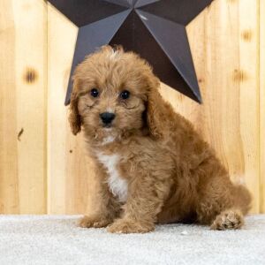 Cavapoo Puppy Konner