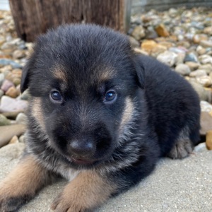 German Shepherd Dog Puppy Isabella