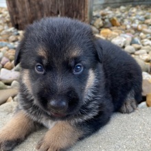 German Shepherd Dog Puppy Isabella