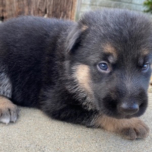 German Shepherd Dog Puppy Isabella