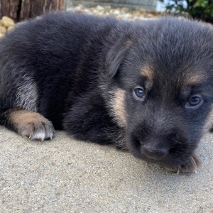 German Shepherd Dog Puppy Isabella