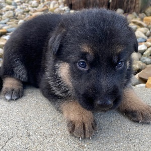 German Shepherd Dog Puppy Isabella