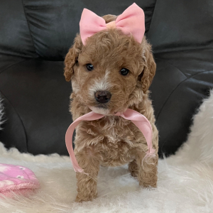 Goldendoodle Puppy Tinker Bell
