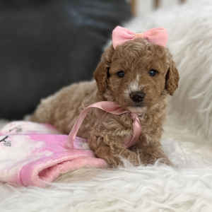 Goldendoodle Puppy Tinker Bell