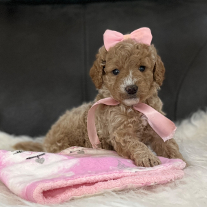 Goldendoodle Puppy Tinker Bell