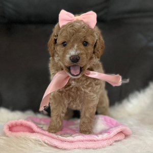 Goldendoodle Puppy Tinker Bell