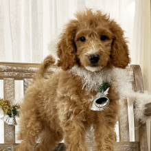 Goldendoodle Puppy Tinker Bell