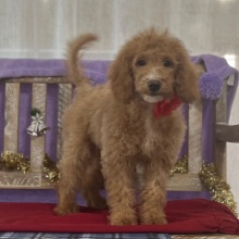 Goldendoodle Puppy Tinker Bell