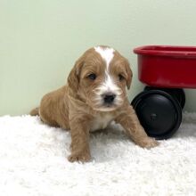 Goldendoodle Puppy Zeus
