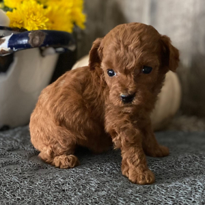 Poodle Puppy Daphne