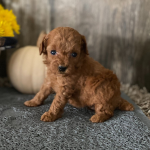 Poodle Puppy Daphne