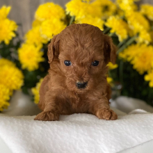 Poodle Puppy Daphne