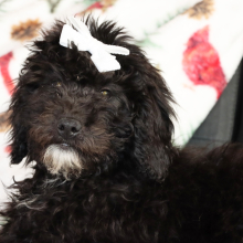 Aussiedoodle Puppy Hilda