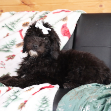 Aussiedoodle Puppy Hilda