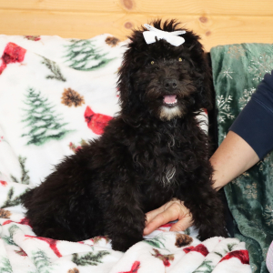 Aussiedoodle Puppy Hilda