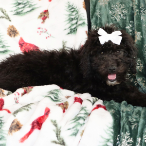 Aussiedoodle Puppy Hilda